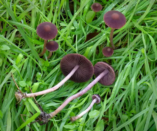 Maroon Brittlestem (Psathyrella bipellis), photo