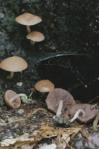 Psathyrella conissans (Psathyrella conissans), photo