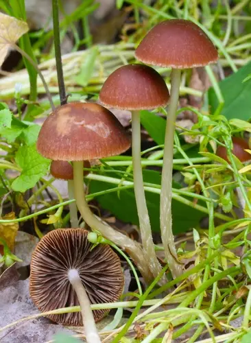 Red Edge Brittlestem (Psathyrella corrugis), photo