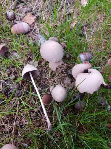 Psathyrella fusca (Psathyrella fusca), photo