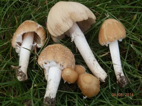 Psathyrella incerta (Psathyrella incerta), photo