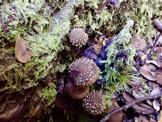 Tall Psathyrella (Psathyrella longipes), photo