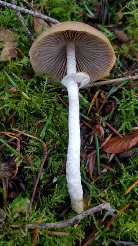 Ringed Brittlestem (Psathyrella longistriata), photo