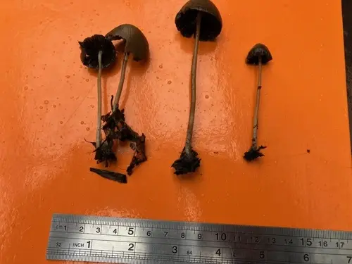 Rootlet Brittlestem (Psathyrella microrhiza), photo