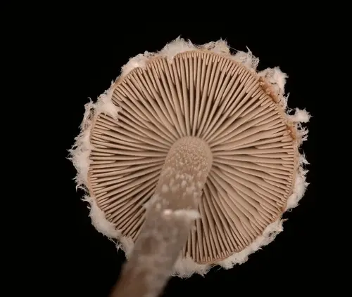 Psathyrella pennata (Psathyrella pennata), photo