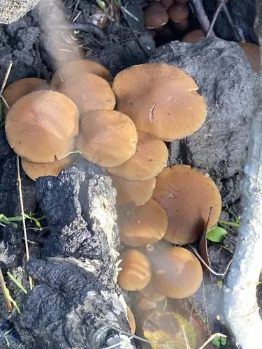 Common Stump Brittlestem (Psathyrella piluliformis), photo