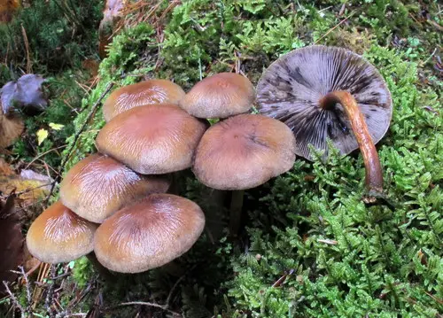 Psathyrella rugocephala (Psathyrella rugocephala), photo