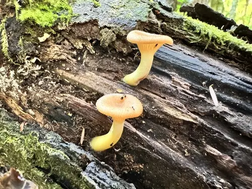 Streaked Clitocybe (Pseudoarmillariella ectypoides), photo