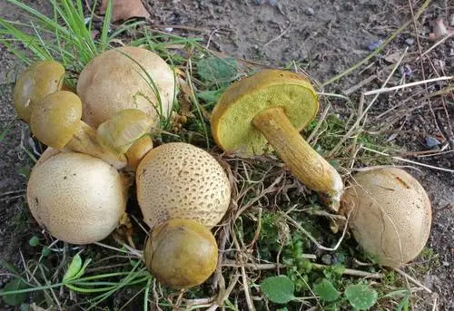 Parasitic Bolete (Pseudoboletus parasiticus), photo