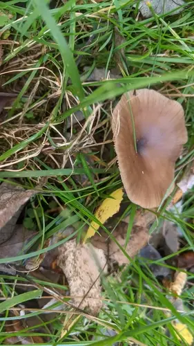 Goblet (Pseudoclitocybe cyathiformis), photo