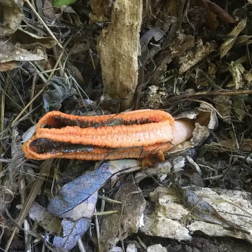 Stinky Squid (Pseudocolus fusiformis), photo