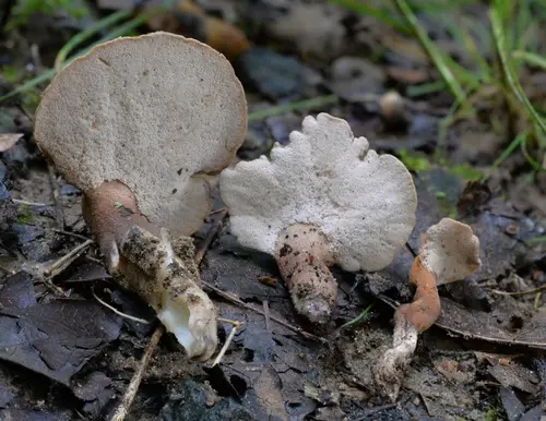Pseudofistulina radicata (Pseudofistulina radicata), photo