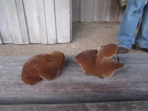 Cat's Tongue (Pseudohydnum gelatinosum), photo
