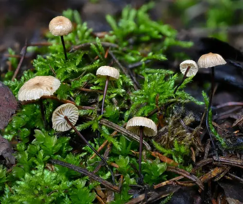 Pseudomarasmius pallidocephalus (Pseudomarasmius pallidocephalus), photo