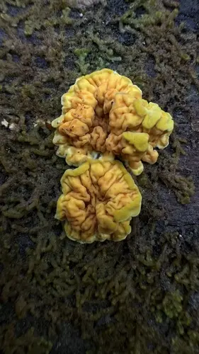 Orange Netcrust (Pseudomerulius aureus), photo