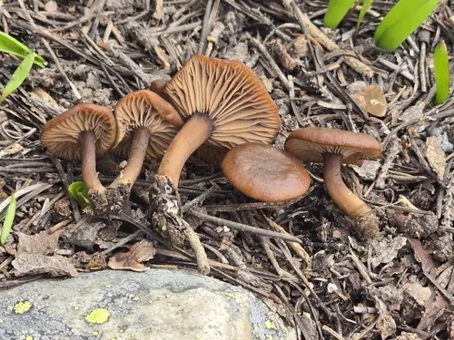 Pseudoomphalina angelesiana (Pseudoomphalina angelesiana), photo