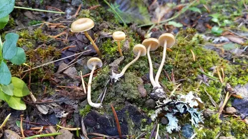 Pseudoomphalina intermedia (Pseudoomphalina intermedia), photo