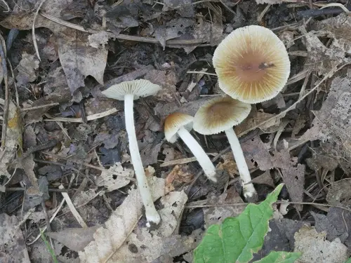 Pseudosperma friabile (Pseudosperma friabile), photo