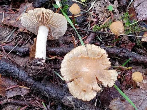Corn-Silk Fiberhead (Pseudosperma sororium), photo