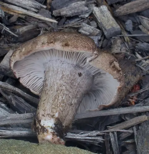 Pseudotricholoma umbrosum (Pseudotricholoma umbrosum), photo