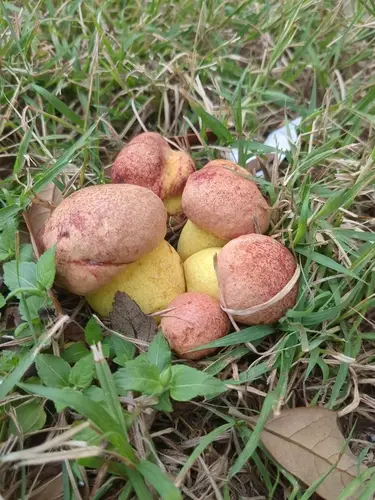 Pulchroboletus rubricitrinus (Pulchroboletus rubricitrinus), photo