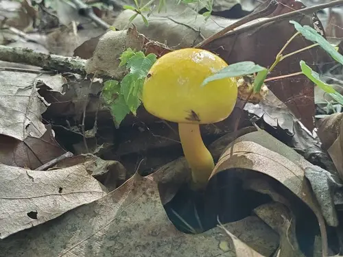 Pulveroboletus curtisii (Pulveroboletus curtisii), photo