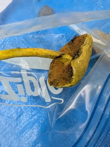 Ravenel's Bolete, Powdery Sulfur Bolete (Pulveroboletus ravenelii), photo