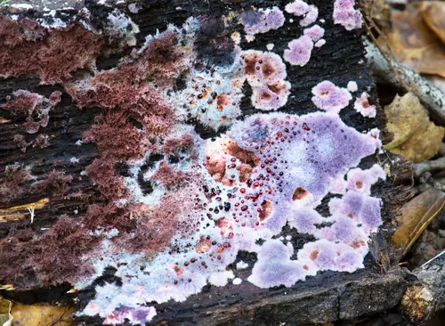 Purple Fuzz (Punctularia atropurpurascens), photo