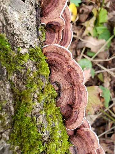 Tree Bacon (Punctularia strigosozonata), photo