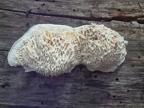 Orange Sponge Polypore (Pycnoporellus alboluteus), photo