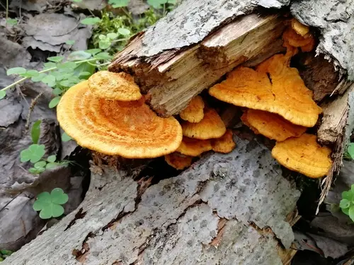 Pycnoporellus fulgens (Pycnoporellus fulgens), photo