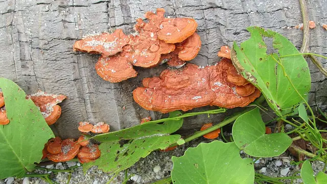 Tropical Cinnabar Bracket, Orange Polypore (Pycnoporus sanguineus), photo
