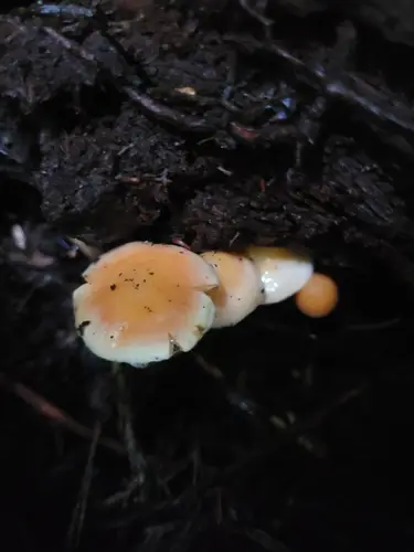 Conifer Scalycap (Pyrrhulomyces astragalinus), photo