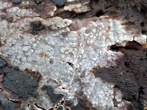 Confluent Radulomyces (Radulomyces confluens), photo