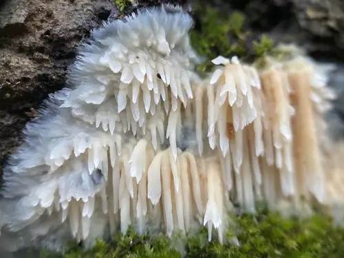Asian Beauty (Radulomyces copelandii), photo