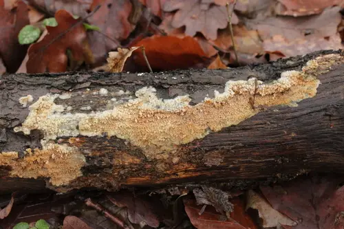 Oak Toothcrust (Radulomyces molaris), photo