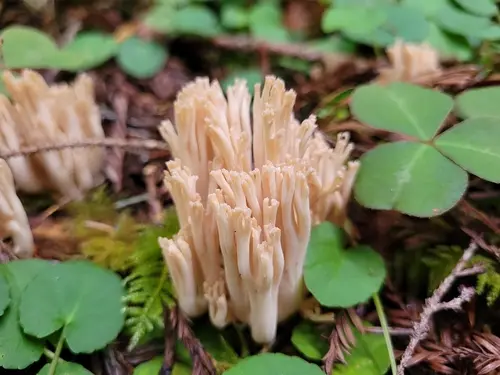 Ramaria acrisiccescens (Ramaria acrisiccescens), photo