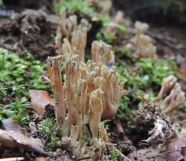 Green-Tipped Coral (Ramaria apiculata), photo