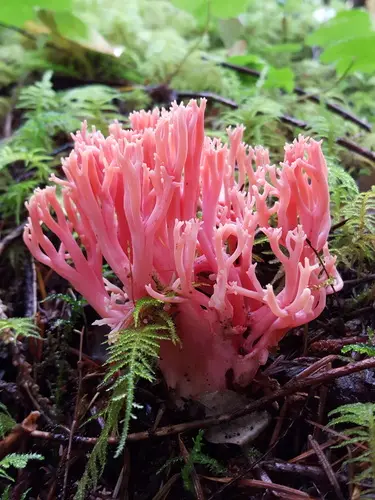 Red Coral (Ramaria araiospora), photo