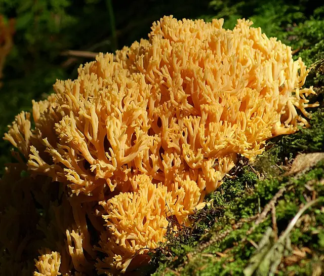 Golden Coral Fungus (Ramaria aurea), photo