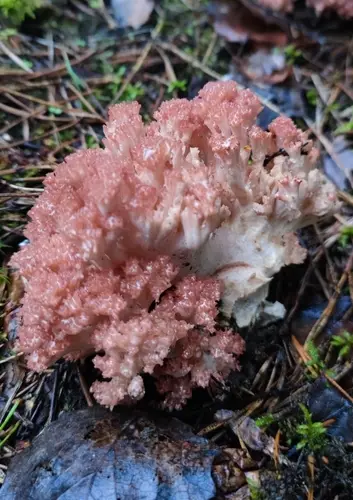 Rosso Coral (Ramaria botrytis), photo