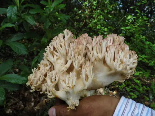 Ramaria botrytoides (Ramaria botrytoides), photo