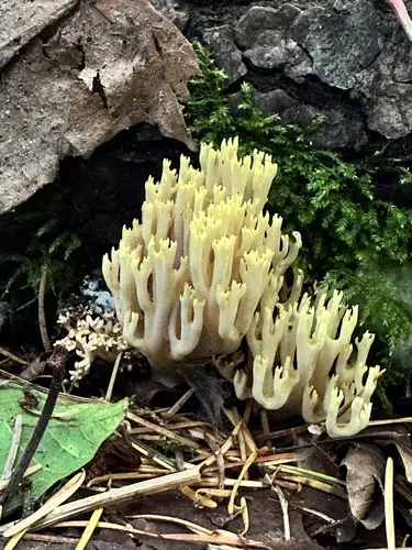Ramaria cystidiophora (Ramaria cystidiophora), photo