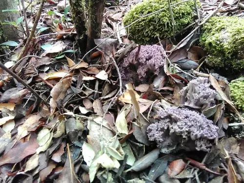 Ramaria fennica (Ramaria fennica), photo