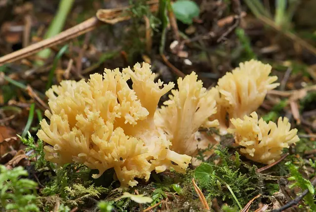 Goat's Beard (Ramaria flava), photo
