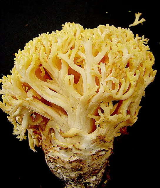 Ramaria flavigelatinosa (Ramaria flavigelatinosa), photo