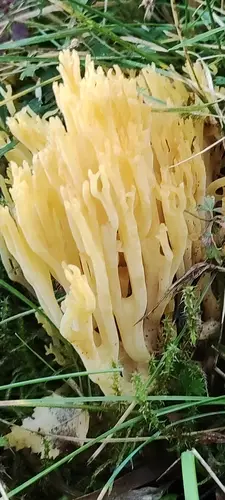 Ramaria flavobrunnescens (Ramaria flavobrunnescens), photo