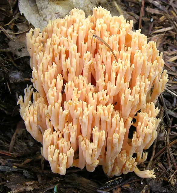 Salmon Coral (Ramaria formosa), photo