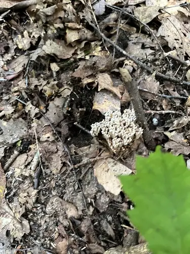 Ramaria grandis (Ramaria grandis), photo