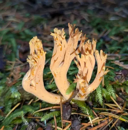 Ramaria leptoformosa (Ramaria leptoformosa), photo